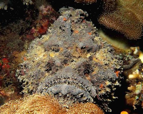 TYWKIWDBI ("Tai-Wiki-Widbee"): The pain of a stonefish sting