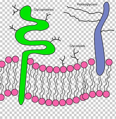 Lipid Bilayer Phospholipid Glycoprotein Cell Membrane PNG, Clipart, Area, Artwork, Bilayer ...