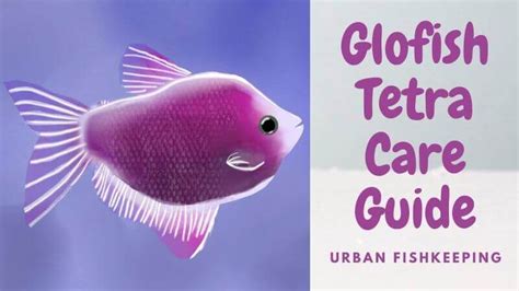 Glofish Tetra Care Guide | Diet, Habitat, Breeding, Accessories