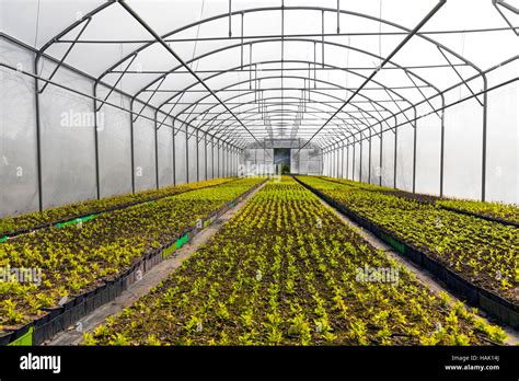 horticulture industry - green plants growing in industrial greenhouse Stock Photo - Alamy