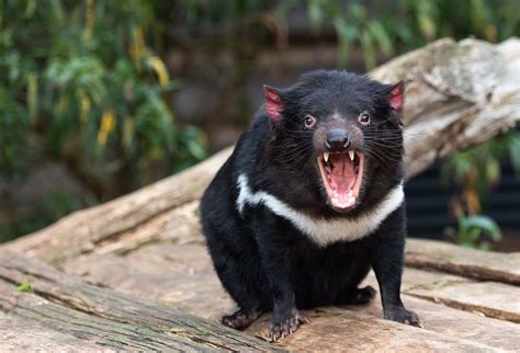 Interesting Facts About Tasmanian Devils – Animal Facts Blog