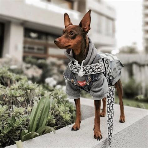 Luxury Dog Clothes and Accessories | Petiboo