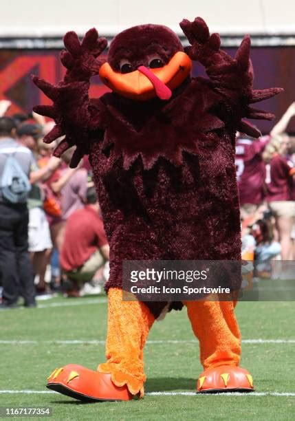 410 Virginia Tech Hokies Mascot Stock Photos, High-Res Pictures, and ...