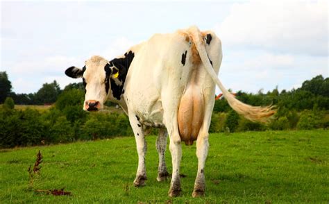 Lead Lawsuit Twist: Flatulence, Cows, and Lead