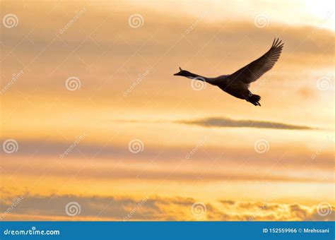 Flying Swan in sunset stock photo. Image of awesome - 152559966