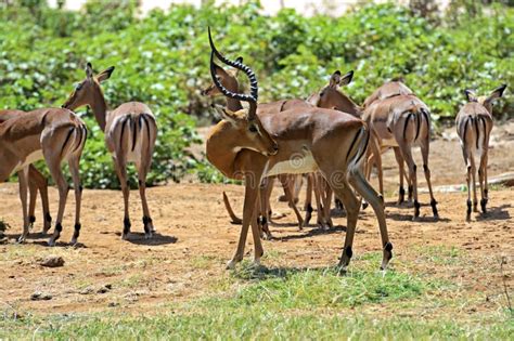 Impala gazelle stock image. Image of planet, wild, savannah - 41215357