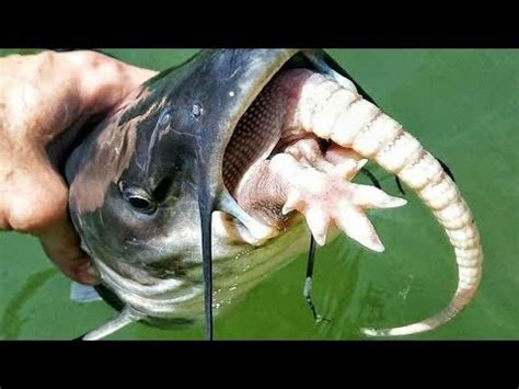 Do catfish eat other fish in the tank? - See the answer