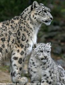 Snow Leopard Mother With Cubs