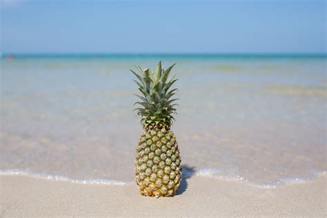 The Pineapple from under the Sea - Doodle Designs