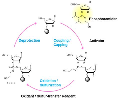 Oligonucleotide Synthesis Reagents | TCI AMERICA