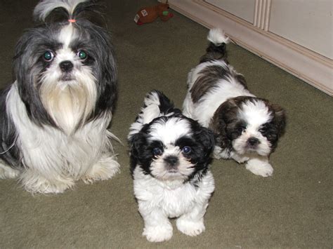 Shih-tzu puppies for sale in wicket's Garage Sale Nutley, NJ