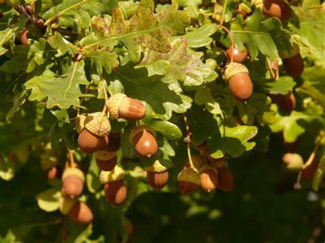 1366x768 wallpaper | brown oval shaped fruit | Peakpx