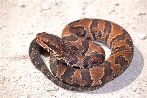 Cottonmouth vs Copperhead Snake - What is the difference? - Animal Hype