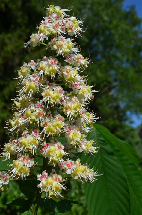 Aesculus turbinata, Japanese Chestnut, flowering tree, plant, fruit, garden - Jurassicplants ...