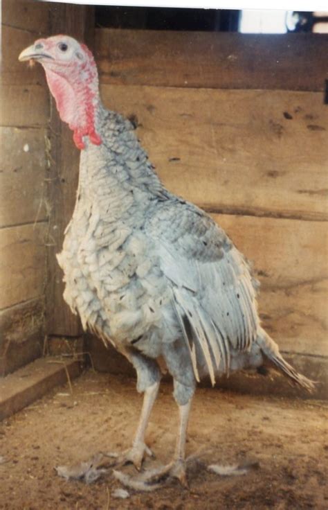 Blue Slate Turkey - Turkey Poults for Sale | Cackle Hatchery®