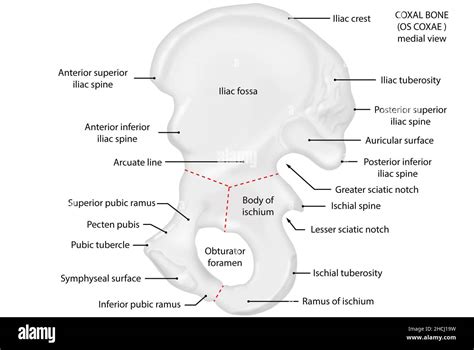 Os coxae, coxal bone, medial view, anatomy Stock Photo - Alamy