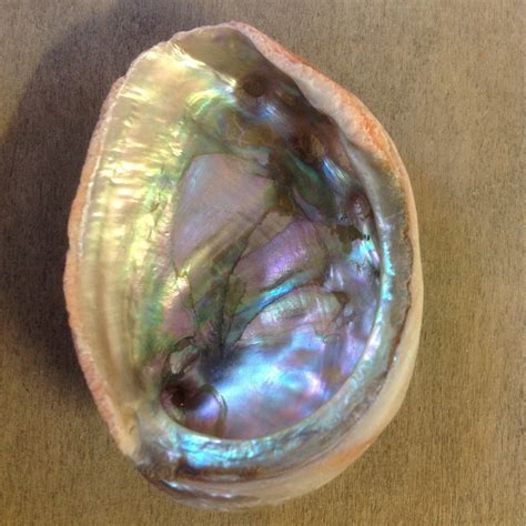 beautiful farmed Red Abalone Shells natural in Color, Seashell Ventura California | Abalone ...