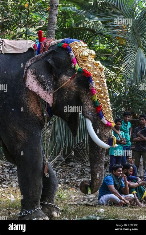 elephant in kerala temple festival Stock Photo - Alamy