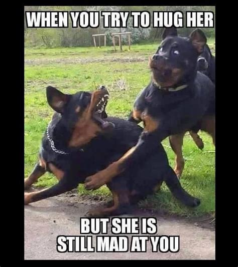 Try To Hug Her | Funny animal memes, Funny dog memes, Funny animal jokes