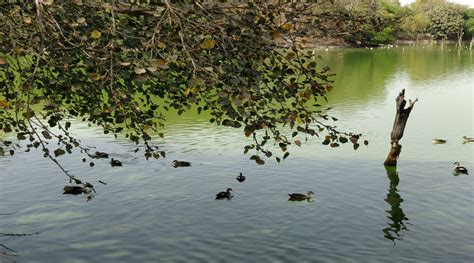 Floating Islands of South Delhi; Hauz Khas Lake Restoration