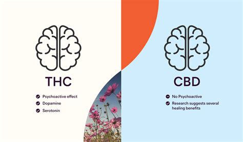 What is THC (Tetrahydrocannabinol)? - Effects, Benefits & Risks of THC | Alternaleaf