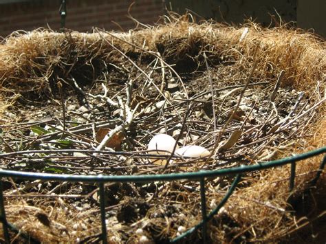 Dove eggs in nest | The second set of mourning dove eggs lai… | Flickr