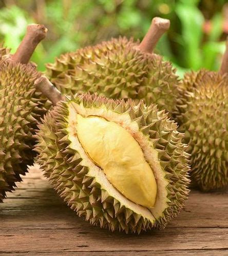 Fresh And Healthy Durian Fruit at Price 1400 INR/Kilograms in Coimbatore | KINGS DURIAN