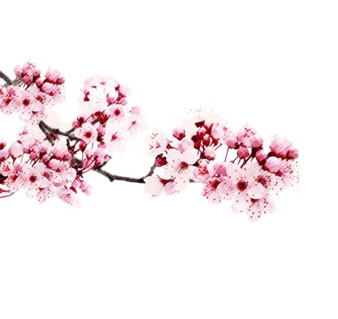 Sakura PNG hình ảnh được tải về miễn phí - Crazy Png-PNG images miễn ...