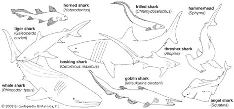 Chondrichthyan | Definition, Species, & Facts | Britannica