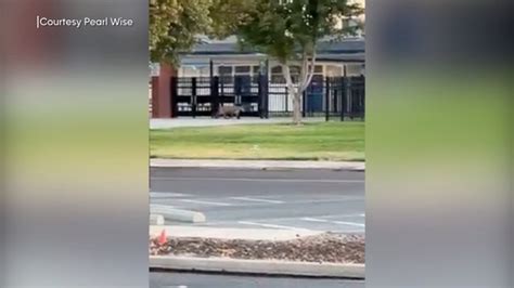 Mountain lion seen on Atwater High School campus - ABC30 Fresno