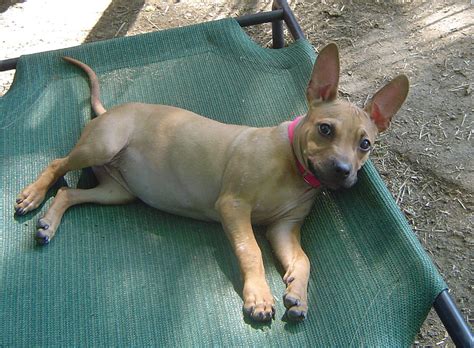 Chipit (Chihuahua-American Pit Bull Terrier Mix) Info and Pictures