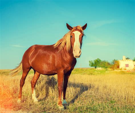 Red Horse Symbolism Meaning: Unpacking the Cultural Significance