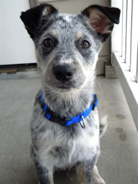 Blue Heeler/Border Collie Mix Puppy | I want it | Pinterest | Border collie mix puppies, Border ...