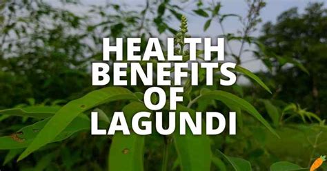 16 Potential Health Benefits Of Lagundi