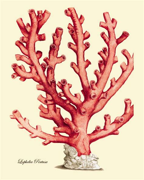 Sea coral art print Vintage prints old prints Ocean Decor ocean life Natural History sea life ...