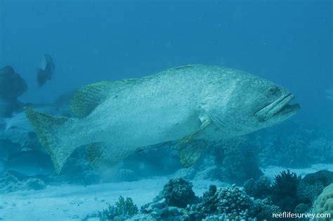 Epinephelus lanceolatus - Brindle Bass | ReefLifeSurvey.com