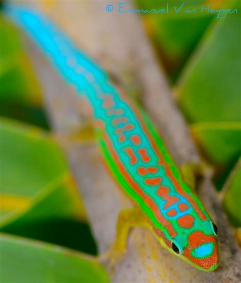 Phelsuma cepediana | Flickr