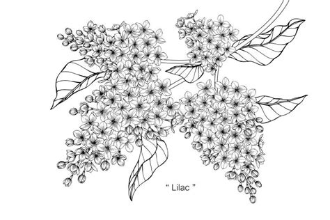 Lilac Flower Drawing Illustration. Black and White with Line Art. Stock ...