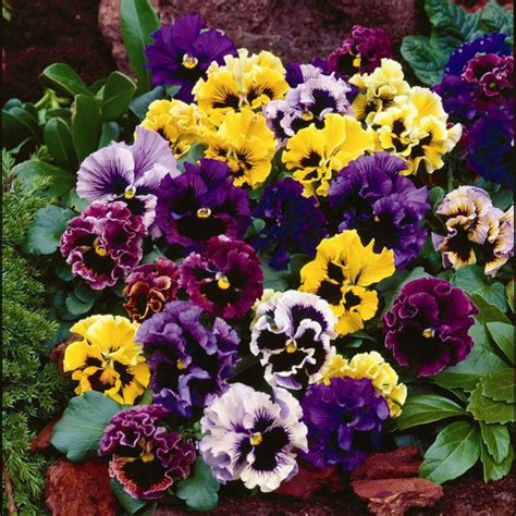 Pansy Seeds | Shop 25 Varieties | Eden Brothers