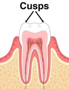 Cusp-Dental