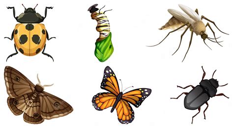 Insects Clipart,Cute Bugs Clipart. - Clip Art Library