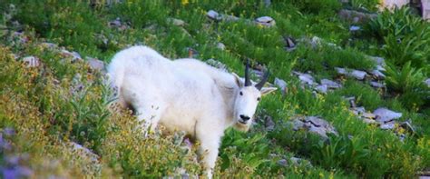 10 Photos of my Favorite Wildlife in Utah