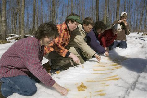 Maple Syrup Festivals in Canada