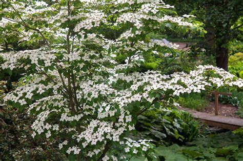 Kousa Dogwood: Care and Growing Guide