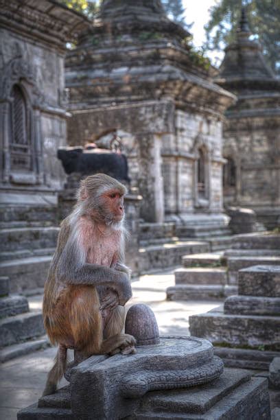 Pashupatinath Temple Pashupati Stock Photos, Pictures & Royalty-Free Images - iStock