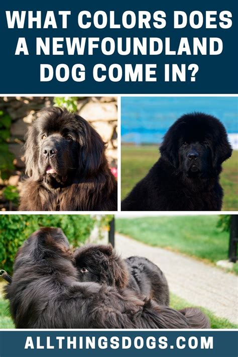 Newfoundland Dog Colors | Newfoundland dog, Newfoundland dog puppy, Dog facts