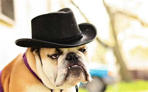 Dog wearing fedora hat HD wallpaper | Wallpaper Flare