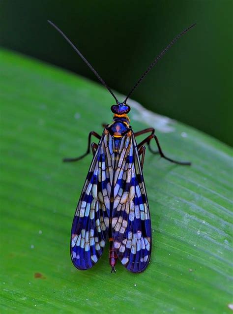 this Scorpion fly is beautiful and the photo shows it it. i love the how the photographer was ...