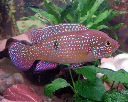 African Red Jewel Cichlid Aquarium Fish | Arizona Aquatic Gardens