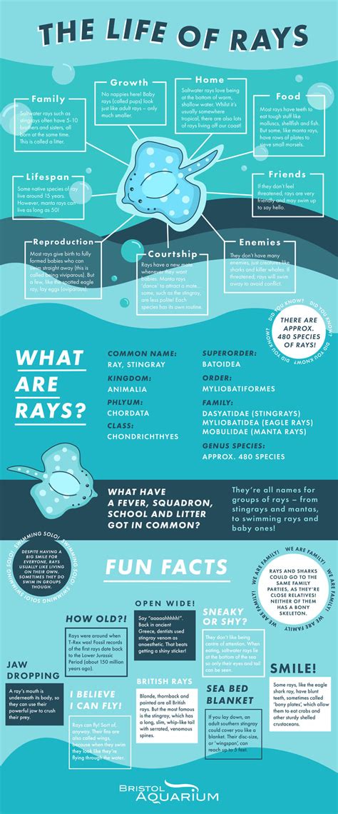 Life of Rays Guide - Bristol Aquarium